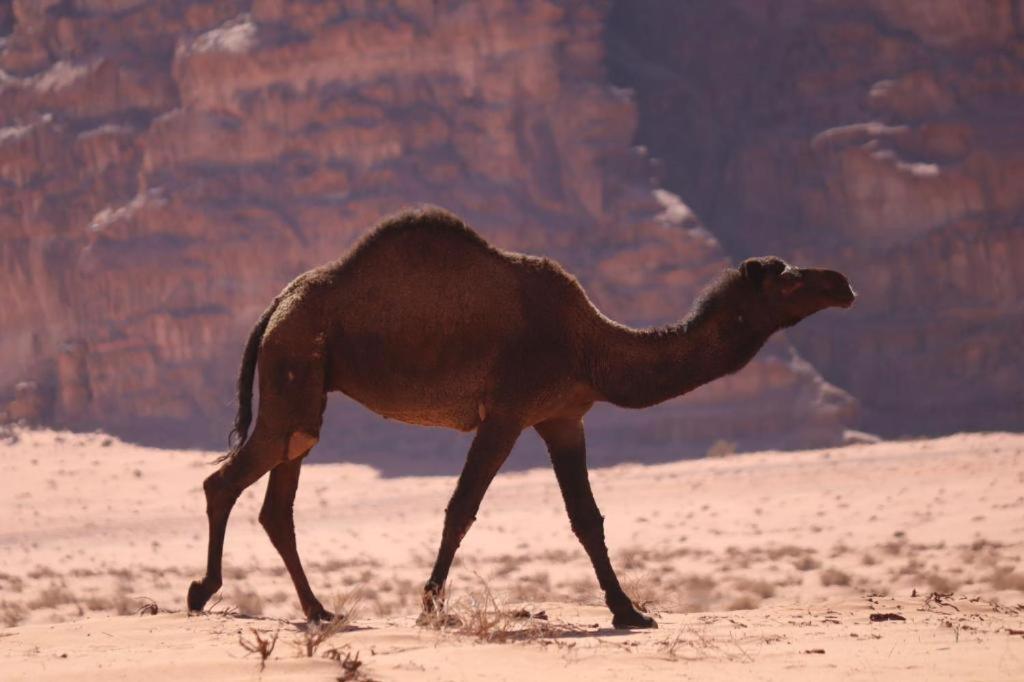 Wadi Rum Desert Heart Camp Exterior photo